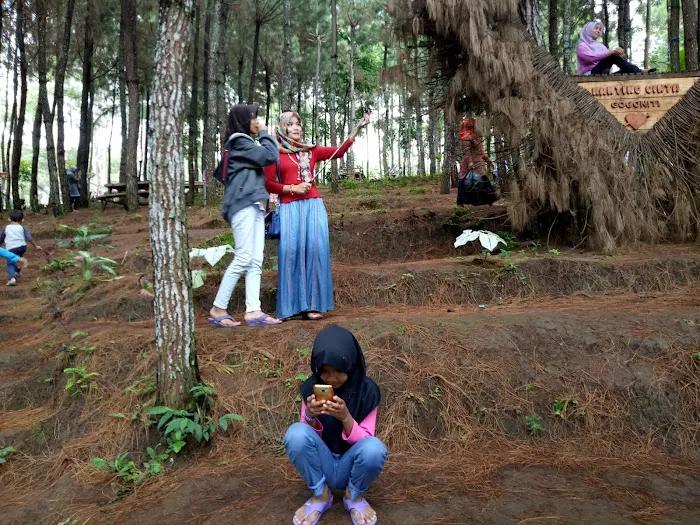 Gogoniti Park - Pine Forest Travel Gogoniti 4