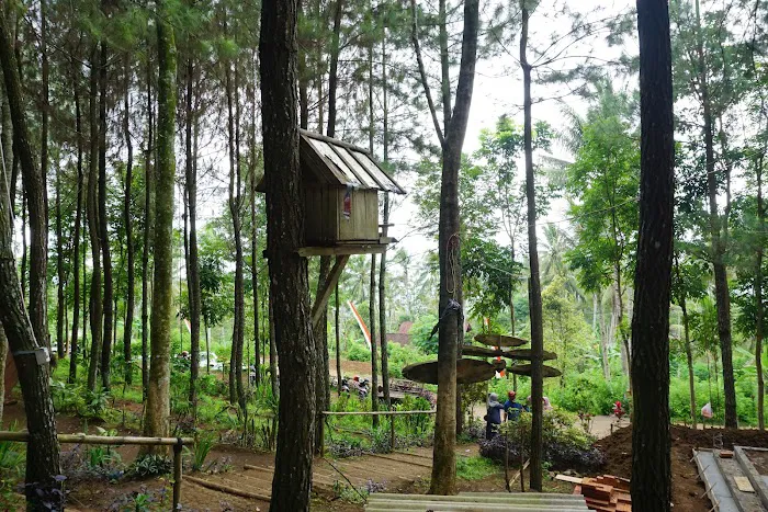 Gogoniti Park - Pine Forest Travel Gogoniti 5