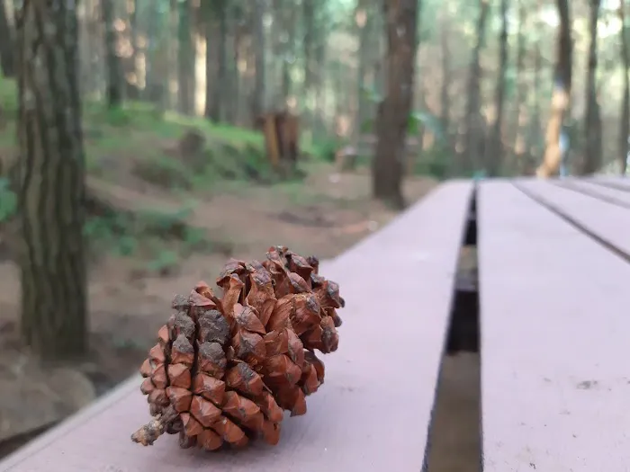 Gogoniti Park - Pine Forest Travel Gogoniti 9