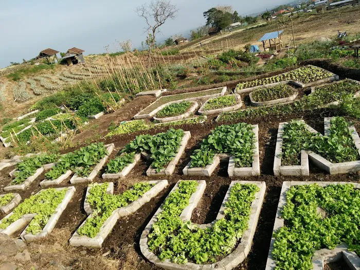 wisata taman sayur padusan 9