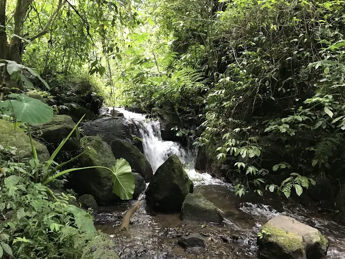 Coban Rais 8