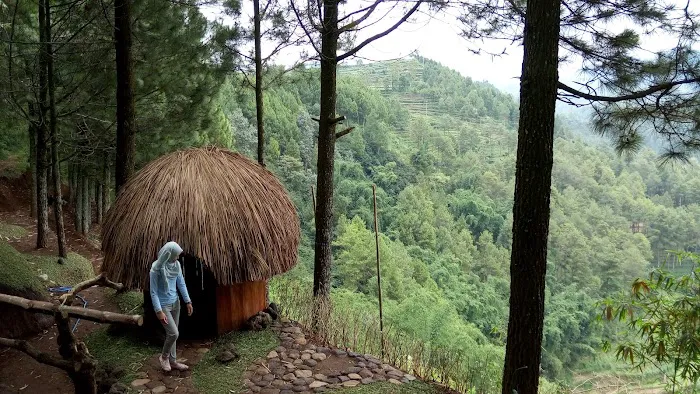 Goa Pinus 7