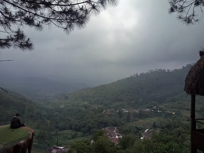 Goa Pinus 3