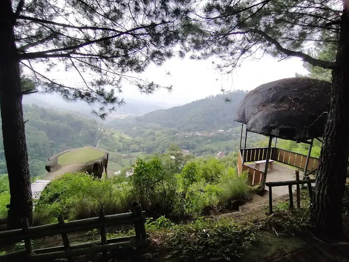 Goa Pinus 9