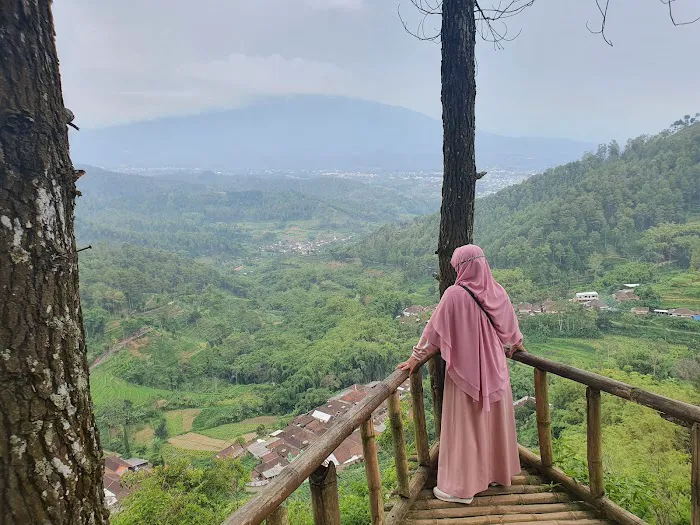 Goa Pinus 0