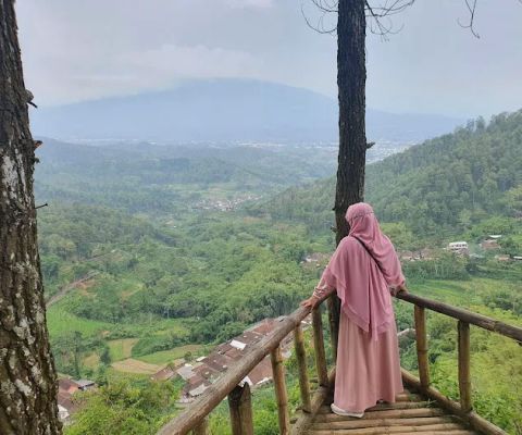 Goa Pinus