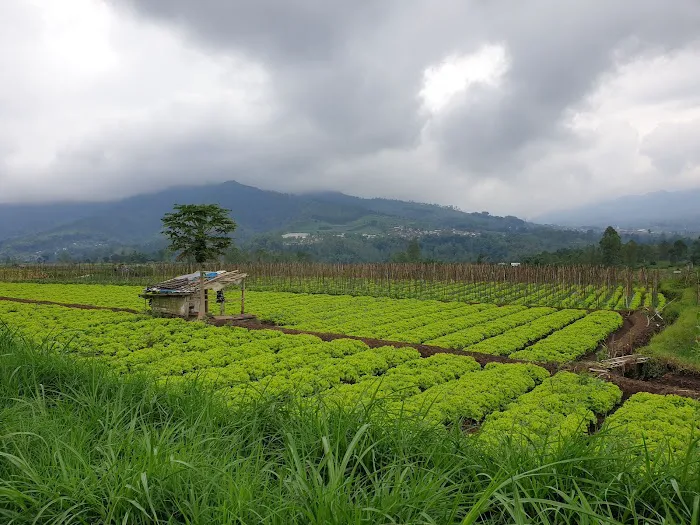 Desa Wisata Pujonkidul 1