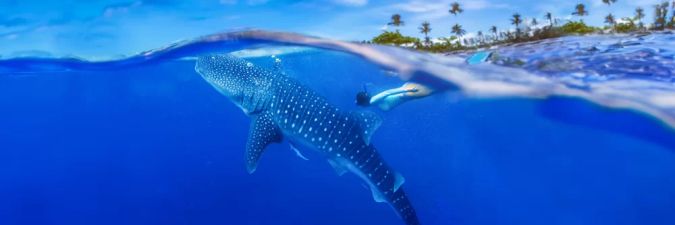 Exploring the Best Coral Reefs in Indonesia by Boat: An Unforgettable Adventure
