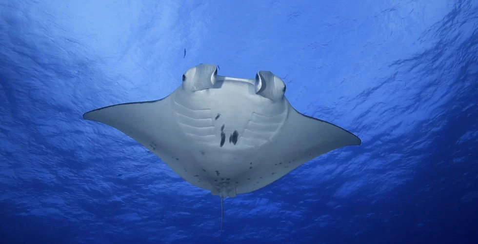 Unforgettable Experience: Swimming with Manta Rays in Komodo