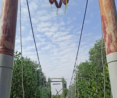 Wisata Hutan Mangrove