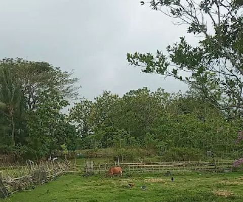Ujung panreng palie