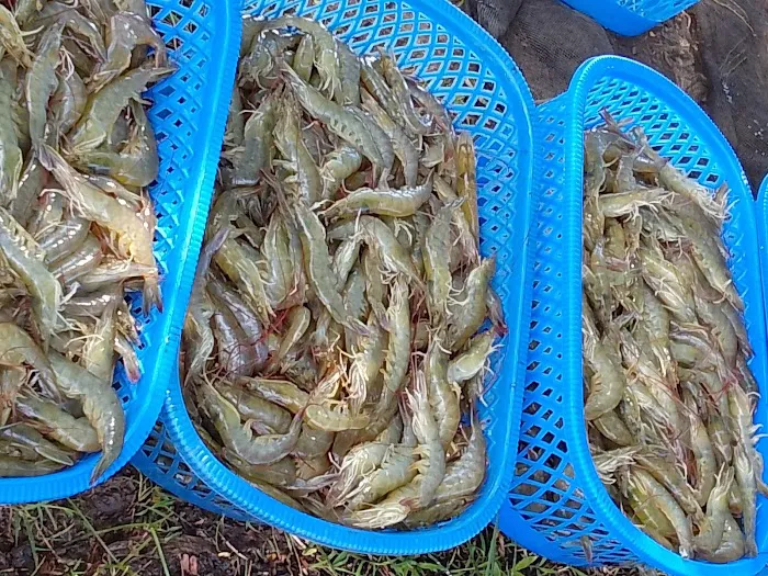 Ujung panreng palie 6