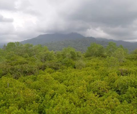 Ekowisata Mangrove Cengkrong