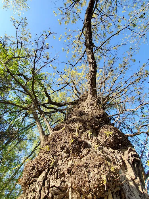Rockwood Oak 2