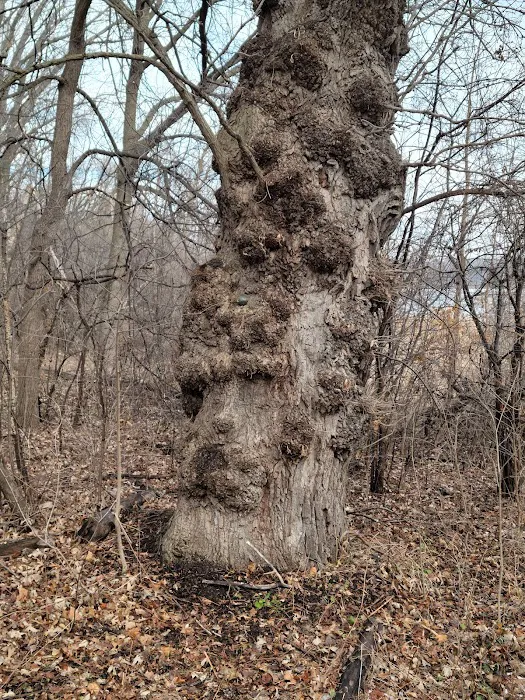 Rockwood Oak 9