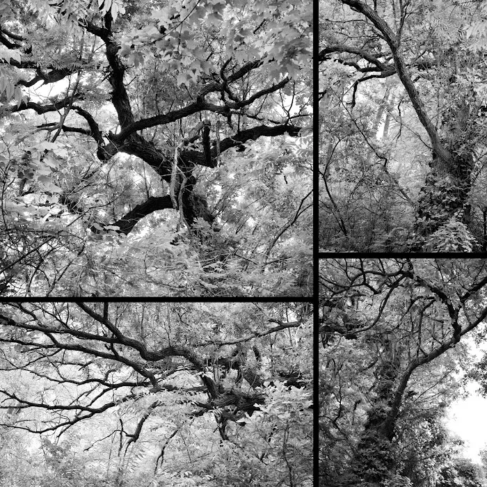 Rockwood Oak 6