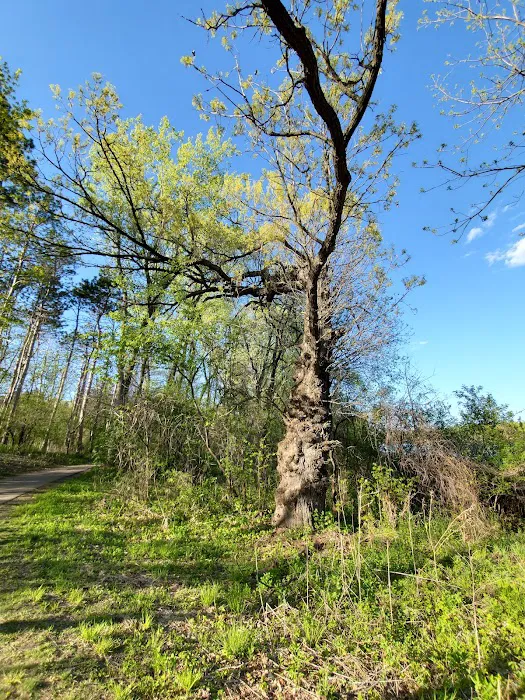 Rockwood Oak 3