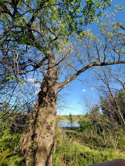 Rockwood Oak 1