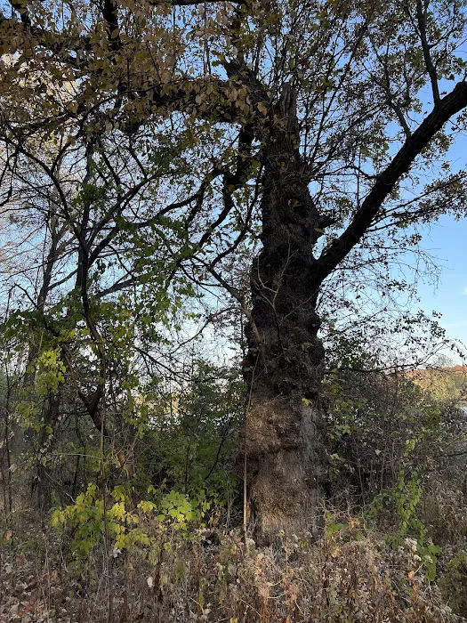 Rockwood Oak 7