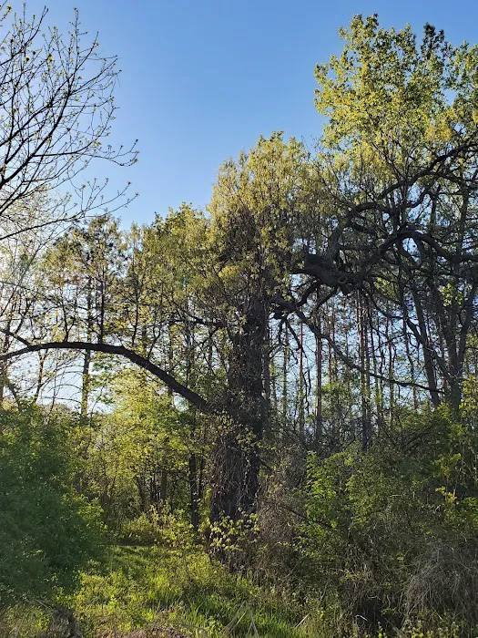 Rockwood Oak 0