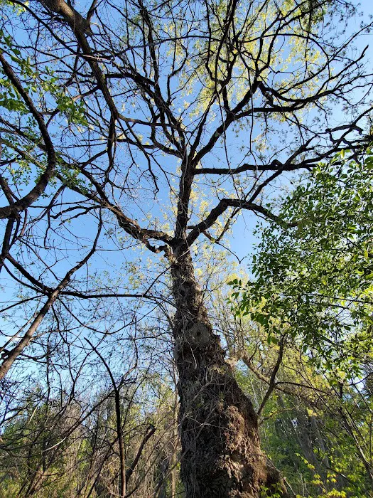Rockwood Oak 5