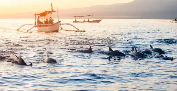 Best Wildlife Watching Boat Tours in Bali: Explore Bali’s Marine Life