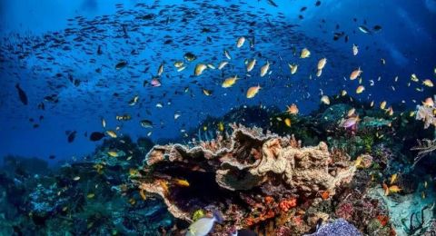 Top Diving Spots Around Raja Ampat: Discover the Best Underwater Adventures