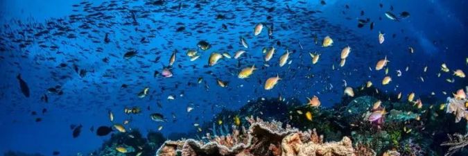Top Diving Spots Around Raja Ampat: Discover the Best Underwater Adventures