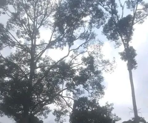 Kebun durian durihitam