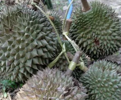 Kebon Duren Musang King Murpeji