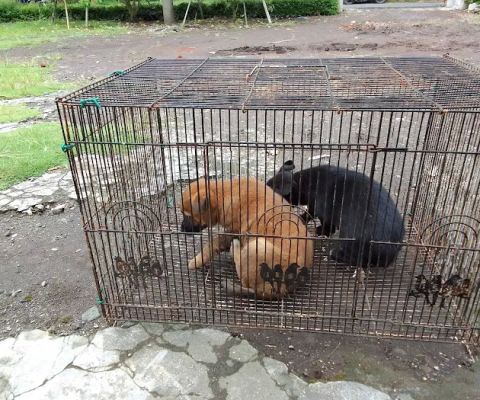 Gumuk Pelarian Bulak Wareng Sememu