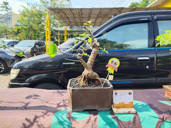 Jual bibit bonsai 0