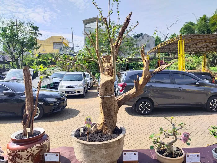 Jual bibit bonsai 2