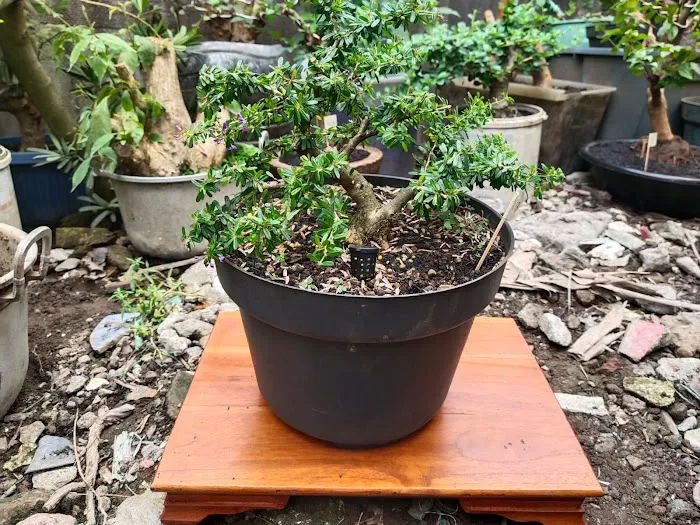 Jual bibit bonsai 1
