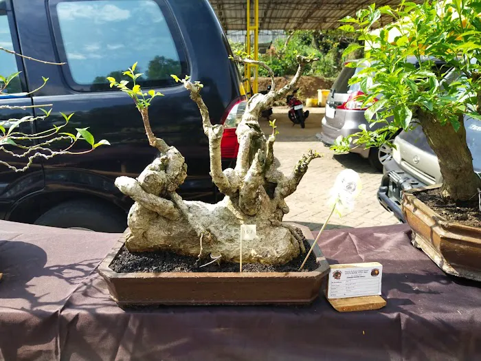 Jual bibit bonsai 4