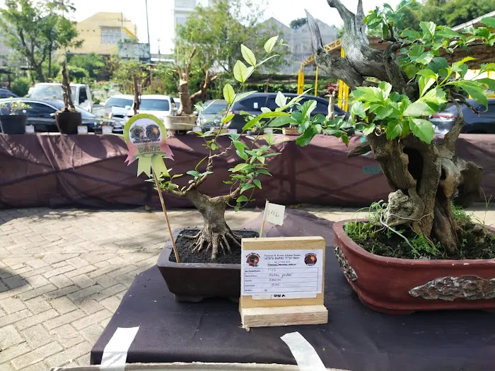 Jual bibit bonsai 5