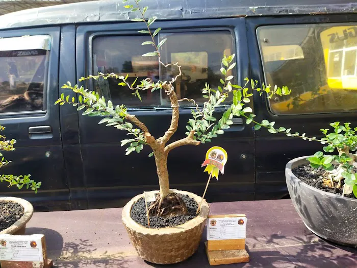 Jual bibit bonsai 3