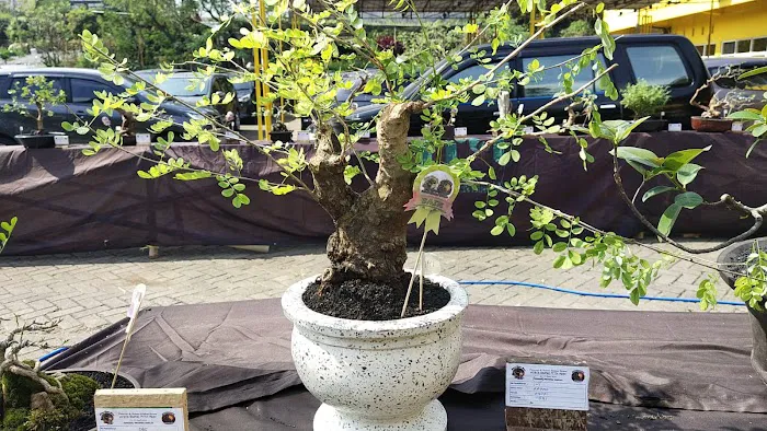Jual bibit bonsai 6