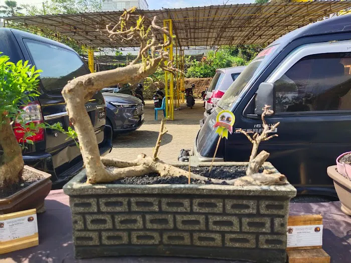 Jual bibit bonsai 8