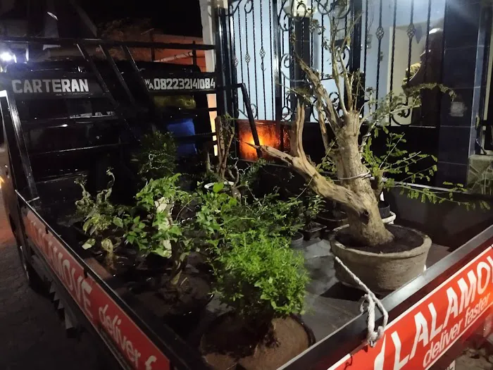 Jual bibit bonsai 7