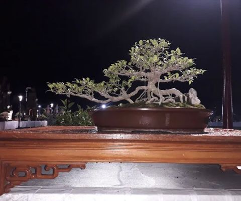Galeri Bonsai Pesinggahan