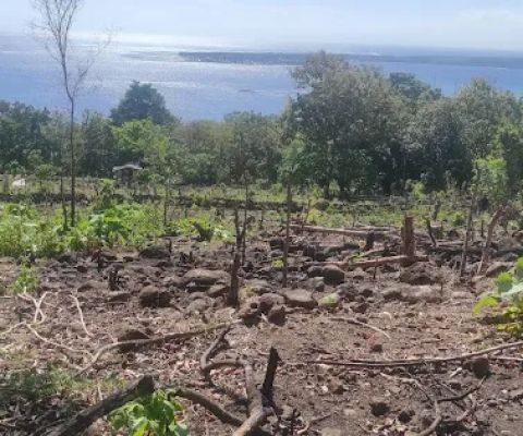 Kebun Fortuna Gunung Tolong Lumpue