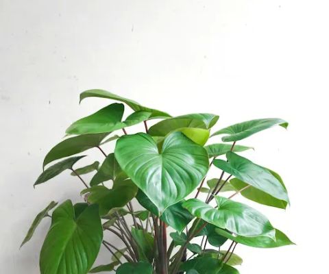 Pecinta Tanaman - Plant Enthusiast