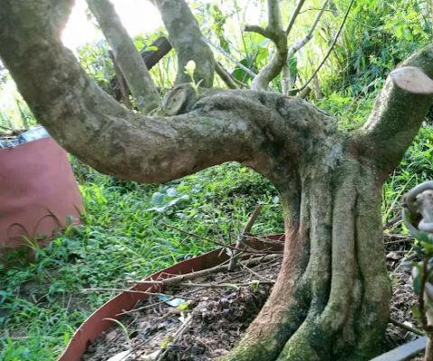 Galery Bonsai Mas Roni