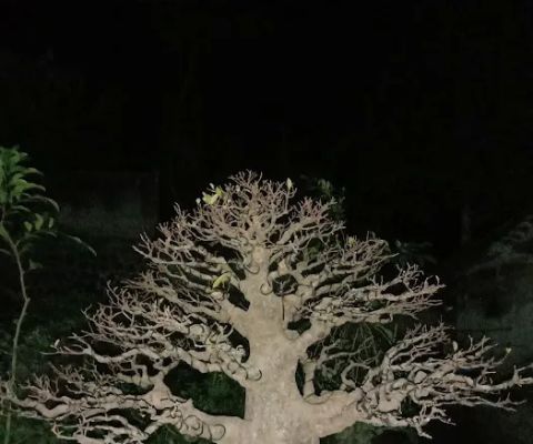 BANTIRAN BONSAI