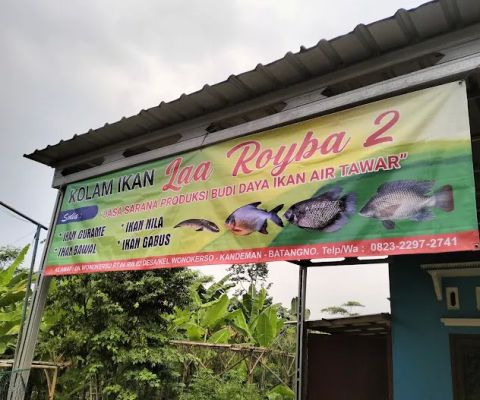 kolam Laa royba 2