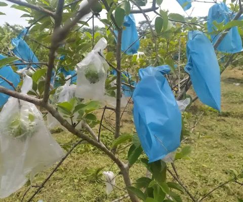 Kebun Buah Tragung Kandeman