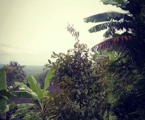 Munduk Rindu