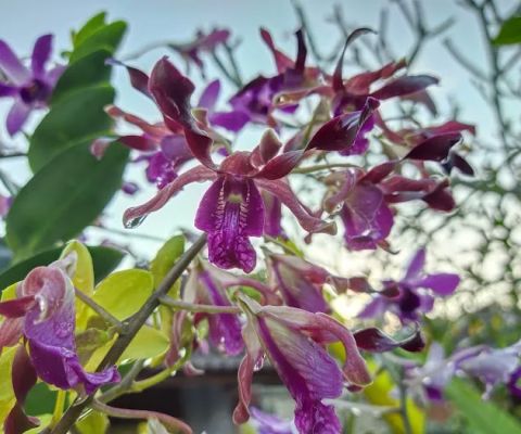 ORCHID BALI GRAHA
