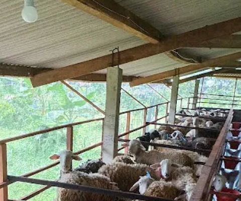Mitra Sejahtera Farm Sikengkeng